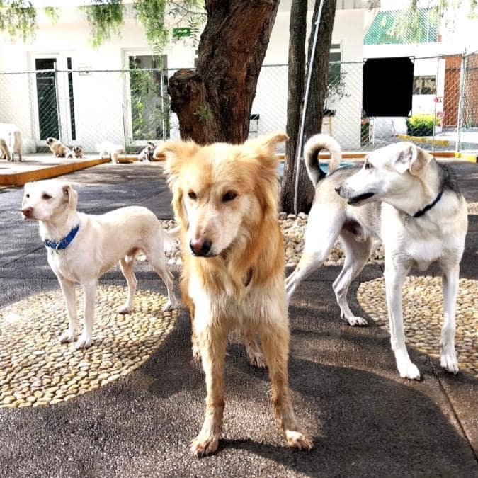 hotel-para-perros-CDMX-Edomex-3