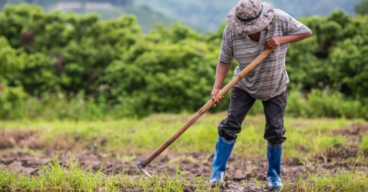 apoyos-para-el-campo-en-mexico