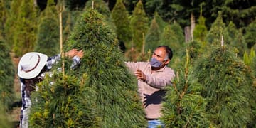 ¡No lo tires! En estos lugares puedes reciclar tu árbol de Navidad | Foto: SEDEMA