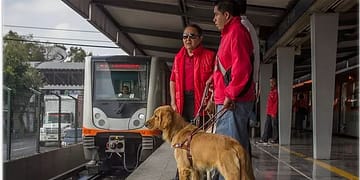 Si ves a un perro guía en la calle o transporte público es importante que no lo acaricies ni le ofrezcas comida pues puedes ocasionar un accidente | Foto: Perrosguia.com