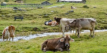 Necesitamos con urgencia reducir el flujo de financiación para actividades que sean nocivas para la naturaleza. Es algo central para superar la triple crisis planetaria del cambio climático, la contaminación y la pérdida de biodiversidad. Foto: Pixabay.