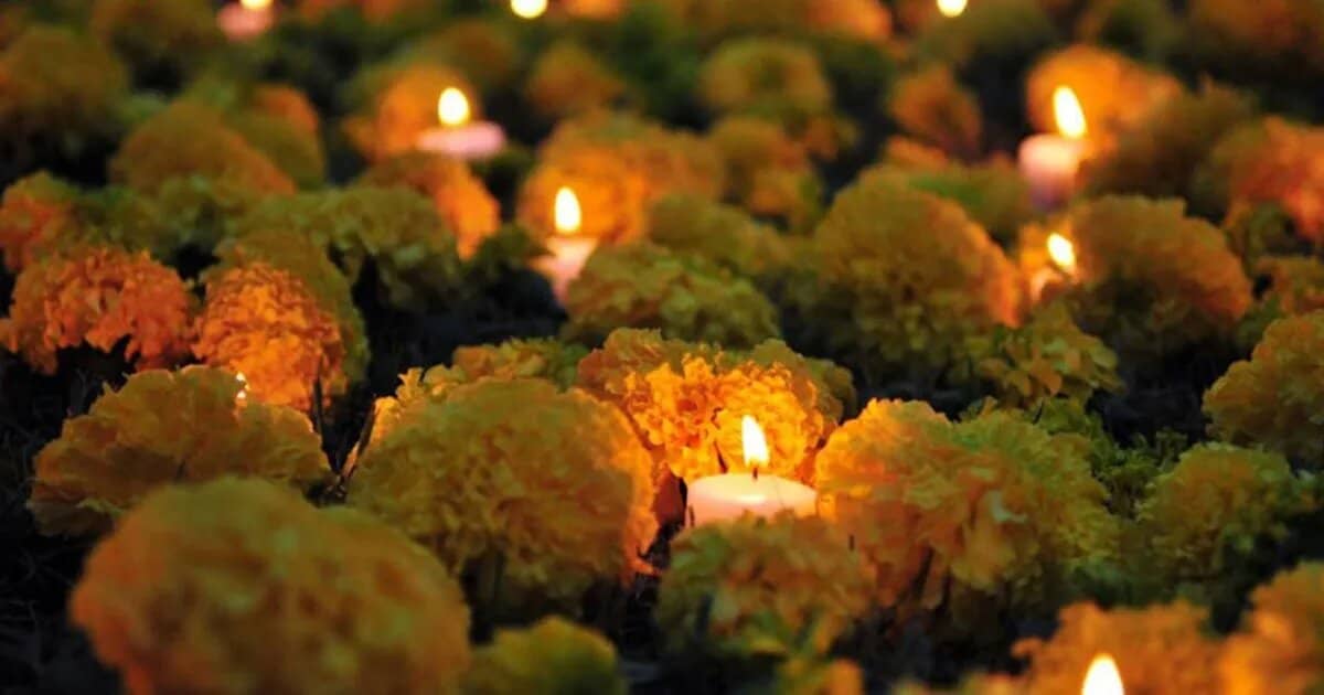 La flor de cempasúchil es uno de los adornos característicos del Día de Muertos | Foto: Gobierno de México 