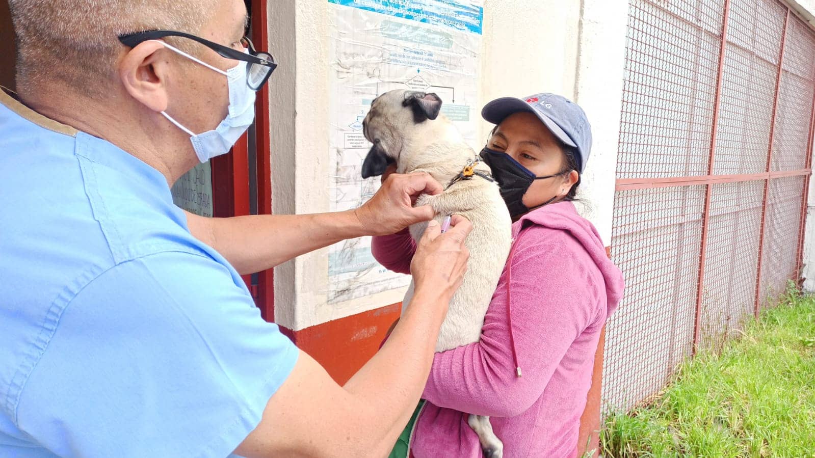 Esta semana será la jornada de vacunación para perros y gatos | Foto: Salud CDMX
