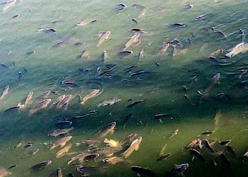 No alimenten a los peces de Chapultepec, responde CDMX tras muerte de cientos de ejemplares portada
