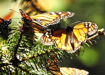 mariposas-monarca-donde-ver