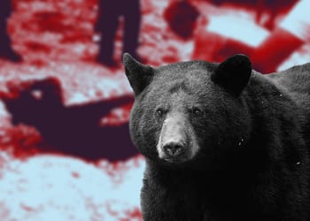 A pesar de que el oso negro americano está en peligro de extinción, en el norte del país se han registrado múltiples ataques de humanos a estos mamíferos. FOTO: DataNoticias