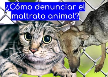Cómo-denunciar-maltrato-animal-Puebla