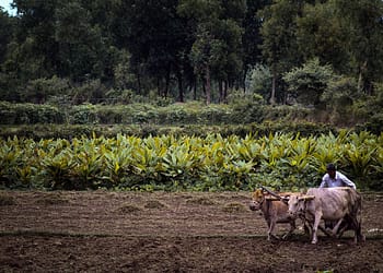 Los pequeños agricultores necesitan un mejor acceso a mercados viables para sus cosechas, que les permitan ir más allá de la subsistencia y construir medios de vida fiables. Foto: Pixabay.