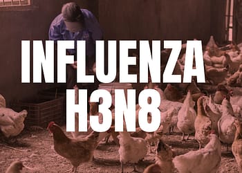 China ya contabiliza 3 contagios humanos por influenza H3N8. FOTO: DataNoticias