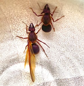 Las chicatanas son insectos comestibles Foto: Twitter