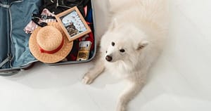 Requisitos-consejos-para-viajar-avion-con-mascota-3