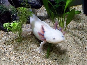 Ajolotes liberados