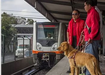 Si ves a un perro guía en la calle o transporte público es importante que no lo acaricies ni le ofrezcas comida pues puedes ocasionar un accidente | Foto: Perrosguia.com