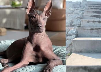 Xoloitzcuintle