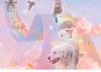 Los precios de servicio de cremación individual para mascotas son aproximados para un perro de 7 kilos Foto: Bye Bye Friend