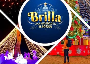 brilla-una-navidad-en-el-bosque