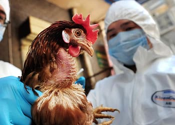 influenza-aviar-nueva-amenaza-pandemia