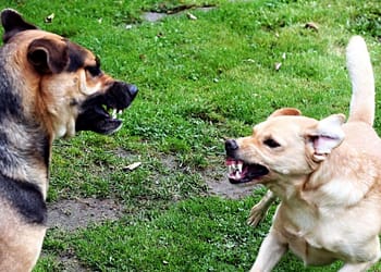 Qué-hacer-perro-muerde-mata-otra-mascota