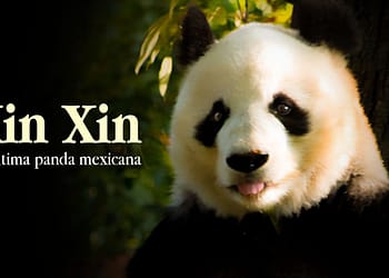Xin Xin. La única oso panda mexicana que queda en el país pandas de chapultepec ok