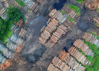 Nuestro futuro climático depende de la preservación forestal portada