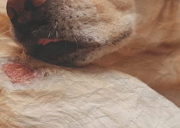 Enfermedades que te puede transmitir tu perro o gato portada