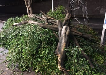 Cortar un árbol es ilegal