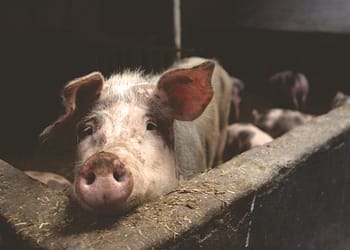 ¿Qué diferencias hay entre nuestra capacidad de experimentar sufrimiento y la de los animales? Foto: Pixabay.