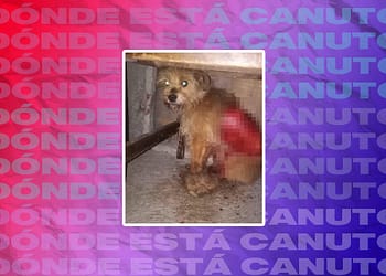DONDE ESTA CANUTO