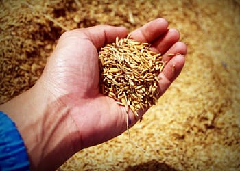 La Declaración, aprobada en 1948, estableció una serie de derechos básicos, entre ellos el derecho a una alimentación adecuada. Foto: Pixabay.