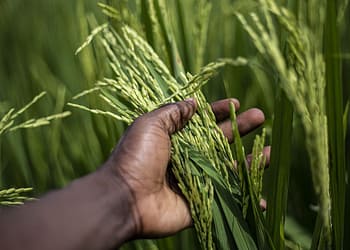 En África se cultiva arroz desde hace más de 3000 años, hoy se dedican a ello más de  35 millones de agricultores  en 40 países de la zona y es el segundo alimento básico más importante del África, después del maíz. Foto: Pixabay.