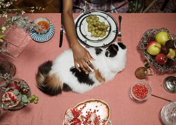 Alimentos que no pueden comer los gatos