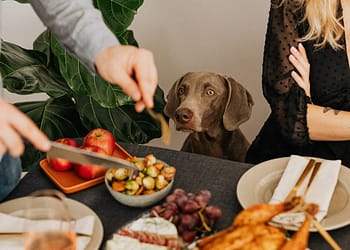 Alimentos que no pueden comer los perros.