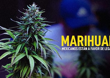 MARIHUANA LEGAL ESTUDIO PORTADA