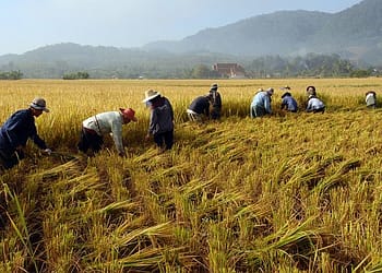 Lejos de desplazar a los trabajadores locales, la migración tiende a impulsar el empleo entre los ciudadanos nativos. Foto: Pixabay.