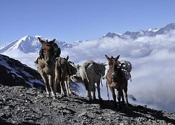 La comunidad mundial debe hacer todo lo que esté a su alcance –desde crear resiliencia climática hasta acelerar la transición verde y promover la cooperación regional– para garantizar un futuro sostenible para los miles de millones de personas que dependen de los glaciares y sus ecosistemas relacionados. Foto: Pixabay.