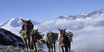 La comunidad mundial debe hacer todo lo que esté a su alcance –desde crear resiliencia climática hasta acelerar la transición verde y promover la cooperación regional– para garantizar un futuro sostenible para los miles de millones de personas que dependen de los glaciares y sus ecosistemas relacionados. Foto: Pixabay.