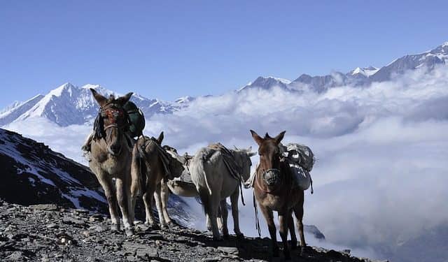 La comunidad mundial debe hacer todo lo que esté a su alcance –desde crear resiliencia climática hasta acelerar la transición verde y promover la cooperación regional– para garantizar un futuro sostenible para los miles de millones de personas que dependen de los glaciares y sus ecosistemas relacionados. Foto: Pixabay.