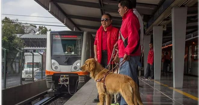 Si ves a un perro guía en la calle o transporte público es importante que no lo acaricies ni le ofrezcas comida pues puedes ocasionar un accidente | Foto: Perrosguia.com
