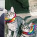Expo Vive Gatito