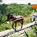 De acuerdo con la Secretaría de Turismo estatal, Yucatán cuenta con aproximadamente 300 haciendas, muchas de las cuales sin duda te robarán el aliento. Foto: Cortesía Sefotur.