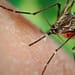 mosquito