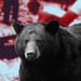 A pesar de que el oso negro americano está en peligro de extinción, en el norte del país se han registrado múltiples ataques de humanos a estos mamíferos. FOTO: DataNoticias