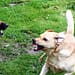 Qué-hacer-perro-muerde-mata-otra-mascota