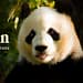 Xin Xin. La única oso panda mexicana que queda en el país pandas de chapultepec ok