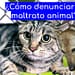 Cómo-denunciar-maltrato-animal-Puebla
