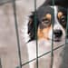 Cómo denunciar maltrato animal