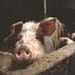¿Qué diferencias hay entre nuestra capacidad de experimentar sufrimiento y la de los animales? Foto: Pixabay.