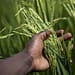 En África se cultiva arroz desde hace más de 3000 años, hoy se dedican a ello más de  35 millones de agricultores  en 40 países de la zona y es el segundo alimento básico más importante del África, después del maíz. Foto: Pixabay.