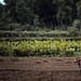 Los pequeños agricultores necesitan un mejor acceso a mercados viables para sus cosechas, que les permitan ir más allá de la subsistencia y construir medios de vida fiables. Foto: Pixabay.