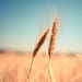¿Qué ha provocado la subida de los precios del trigo?. Foto: Pixabay.
